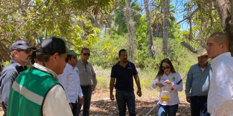 AVALAN PLAN EMERGENTE CONTRA LA MOSCA DE LA FRUTA