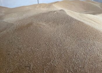 REGISTRA BCS PRODUCCIÓN RÉCORD EN TRIGO