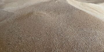 REGISTRA BCS PRODUCCIÓN RÉCORD EN TRIGO