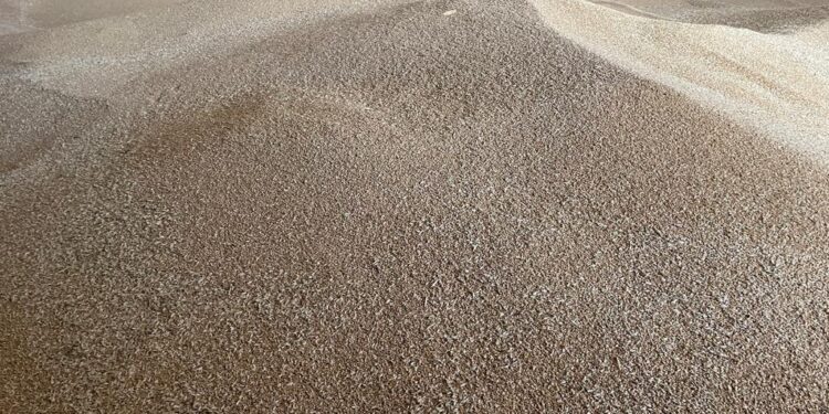 REGISTRA BCS PRODUCCIÓN RÉCORD EN TRIGO