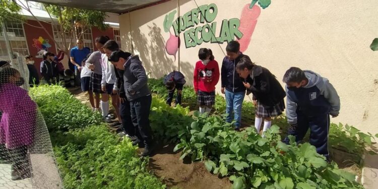 SELECCIONAN A ESCUELAS QUE PARTICIPARÁN CON HUERTOS ESCOLARES: SEPUIMM