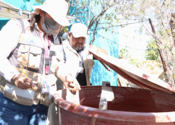 BRIGADAS DE SALUD ESTATAL REALIZAN ACCIONES DE CONTROL LARVARIO EN SANTA ROSALÍA
