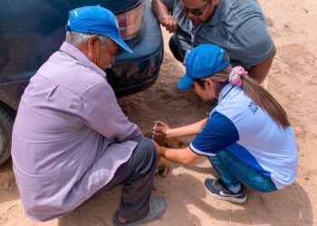 REFUERZAN OPERATIVO CONTRA LA RICKETTSIA EN VIZCAÍNO