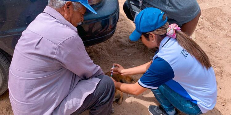 REFUERZAN OPERATIVO CONTRA LA RICKETTSIA EN VIZCAÍNO