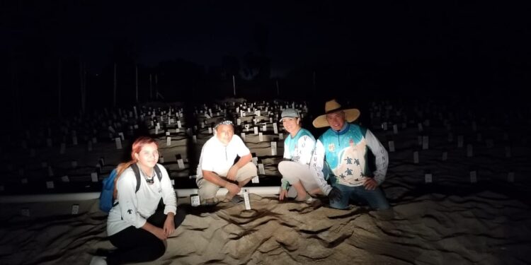 Personas integrantes y voluntarias del Programa Municipal de Protección a la Tortuga Marina, encabezadas por el biólogo Gabriel Olvera Guevara, atendieron un número importante de reportes por anidación