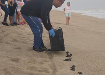 La primera liberación de tortugas marinas de la temporada