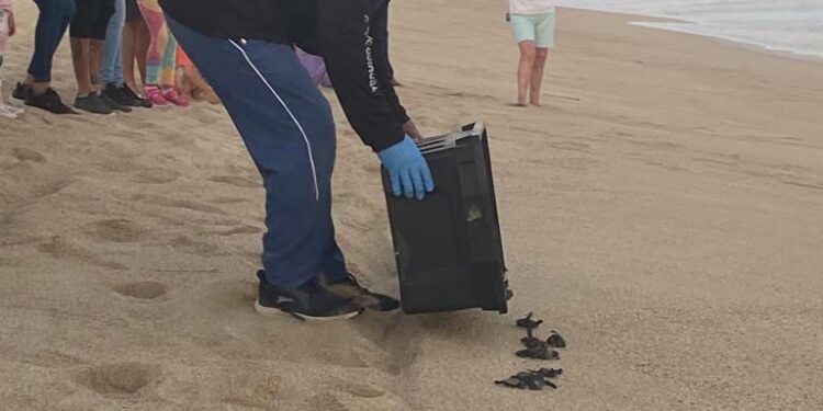 La primera liberación de tortugas marinas de la temporada