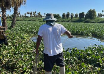 Enfocados a la protección y conservación de las áreas naturales en el municipio, a través de la Coordinación Municipal de la Reserva Ecológica Estero de San José del Cabo, se cuida el área.