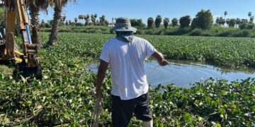 Enfocados a la protección y conservación de las áreas naturales en el municipio, a través de la Coordinación Municipal de la Reserva Ecológica Estero de San José del Cabo, se cuida el área.