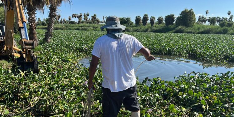 Enfocados a la protección y conservación de las áreas naturales en el municipio, a través de la Coordinación Municipal de la Reserva Ecológica Estero de San José del Cabo, se cuida el área.