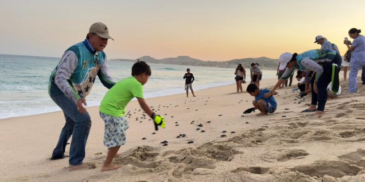 Liberación de más 100 tortugas