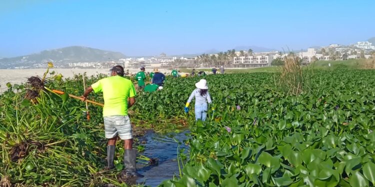 Se abocaron a trabajar en la zona.