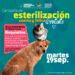 Como parte de la campaña de esterilización canina y felina que implementa el Gobierno de Los Cabos a través de la Dirección Municipal de Salud para beneficio de la salud pública que implica la sobrepoblación de perros y gatos en las calles