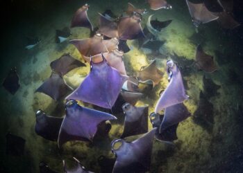 Realizarán expedición de 30 días por el Golfo de California para celebrar 25 años del más exhaustivo monitoreo científico