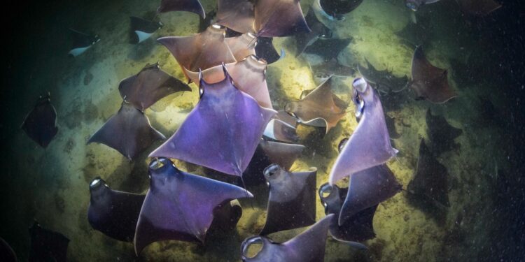 Realizarán expedición de 30 días por el Golfo de California para celebrar 25 años del más exhaustivo monitoreo científico