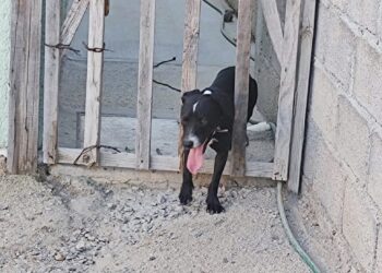 Entérate-se busca al dueño de esta mascota, la cual se cayó de una camioneta.