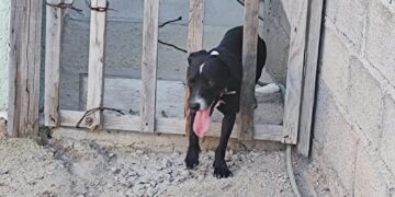 Entérate-se busca al dueño de esta mascota, la cual se cayó de una camioneta.