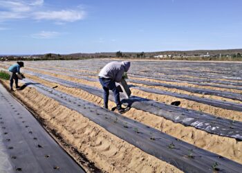 EL SECTOR AGROPECUARIO SUDCALIFORNIANO,