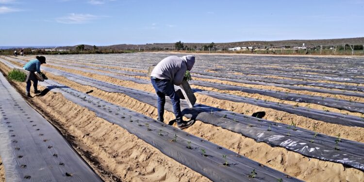 EL SECTOR AGROPECUARIO SUDCALIFORNIANO,