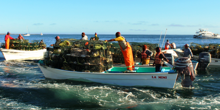 APERTURAN TEMPORADA DE&nbsp; &nbsp; &nbsp; &nbsp; &nbsp; &nbsp; &nbsp; &nbsp; &nbsp; LANGOSTA EN REGIÓN I