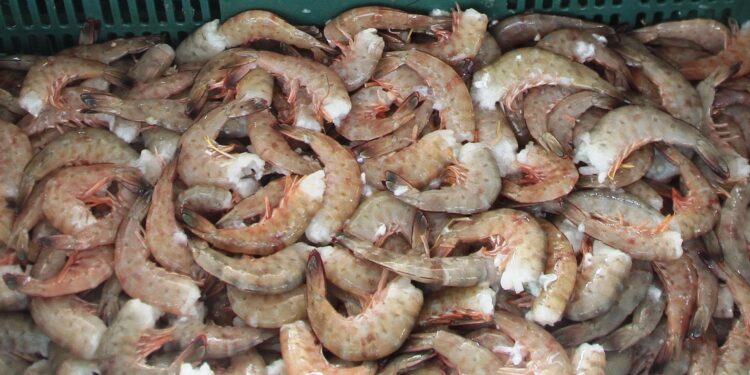 LEVANTAN VEDA DEL CAMARÓN EN&nbsp; &nbsp; &nbsp; &nbsp; &nbsp; &nbsp; &nbsp; BAHÍA MAGDALENA-BAHÍA ALMEJAS