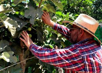 CONTINÚA SEPADA CON TRABAJOS DE INSPECCIÓN PARA ERRADICAR MOSCA DE LA FRUTA