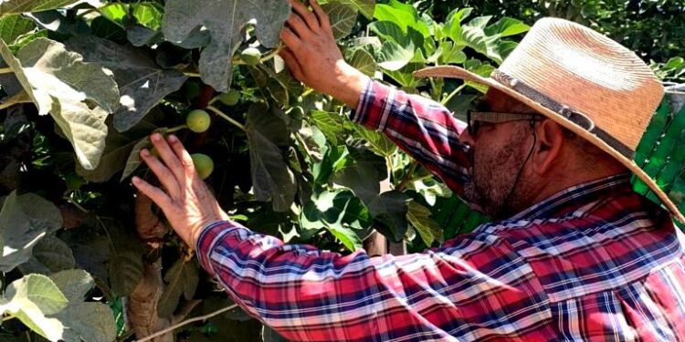 CONTINÚA SEPADA CON TRABAJOS DE INSPECCIÓN PARA ERRADICAR MOSCA DE LA FRUTA