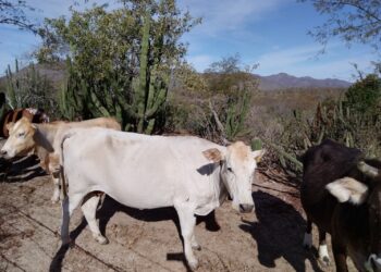 ANUNCIAN 7 MDP EN SANIDAD ANIMAL PARA BCS EN ÚLTIMO TRIMESTRE DEL AÑO