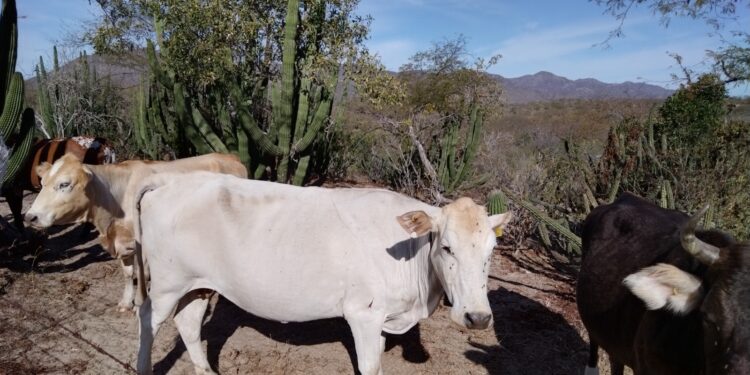 ANUNCIAN 7 MDP EN SANIDAD ANIMAL PARA BCS EN ÚLTIMO TRIMESTRE DEL AÑO