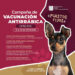 EMPRENDERÁ SECRETARÍA DE SALUD CAMPAÑA DE VACUNACIÓN ANTIRRÁBICA CANINA Y FELINA&nbsp;