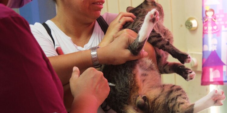 Iniciará CEMAC con Jornada de Vacunación Antirrábica gratuita