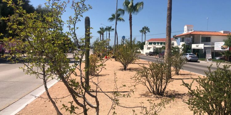 Reforesta Servicios Públicos un kilómetro de camellones del bulevar Constituyentes