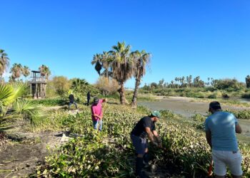 Atendieron la convocatoria de la Dirección General de Ecología y Medio Ambiente y la Coordinación Municipal de la Reserva Ecológica Estatal Estero San José del Cabo