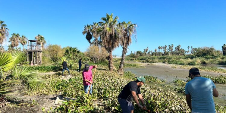 Atendieron la convocatoria de la Dirección General de Ecología y Medio Ambiente y la Coordinación Municipal de la Reserva Ecológica Estatal Estero San José del Cabo