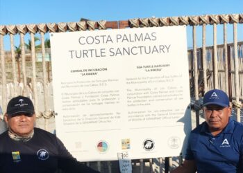 Resultados positivos se han mostrado en este año 2023 en el Programa Municipal de Protección a la Tortuga Marina
