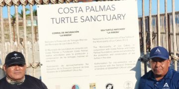 Resultados positivos se han mostrado en este año 2023 en el Programa Municipal de Protección a la Tortuga Marina