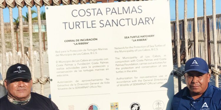 Resultados positivos se han mostrado en este año 2023 en el Programa Municipal de Protección a la Tortuga Marina