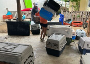 A través del equipo de la Coordinación Municipal Pro-Animal Los Cabos a cargo de Melissa Castillo Montaño, accionó con el resguardo de los canes que se encuentran en protección en los refugios temporales del Campamento Tortuguero “Don Manuel Orantes”