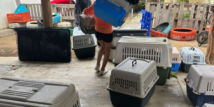 A través del equipo de la Coordinación Municipal Pro-Animal Los Cabos a cargo de Melissa Castillo Montaño, accionó con el resguardo de los canes que se encuentran en protección en los refugios temporales del Campamento Tortuguero “Don Manuel Orantes”