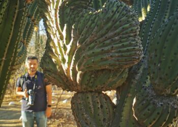 Invita UABCS al primer Festival de Aves del Santuario de Los Cactus en ejido El Rosario