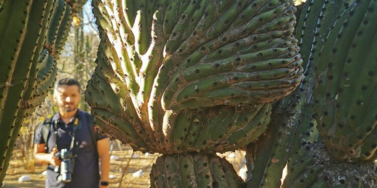Invita UABCS al primer Festival de Aves del Santuario de Los Cactus en ejido El Rosario