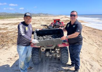 Llevaron a cabo la liberación de un total de 6 mil 500 crías de tortugas marinas en diversas playas de San José del Cabo.