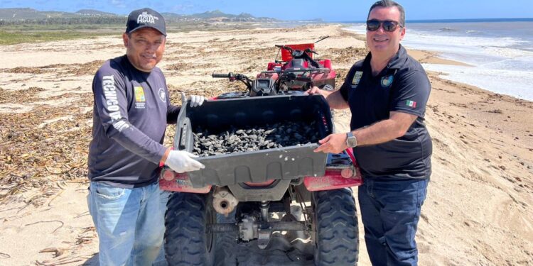 Llevaron a cabo la liberación de un total de 6 mil 500 crías de tortugas marinas en diversas playas de San José del Cabo.