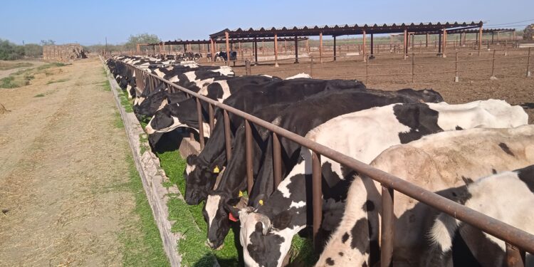 IMPULSA GOBIERNO ESTATAL REACTIVACIÓN DE CUENCA LECHERA DE EJIDOS&nbsp;