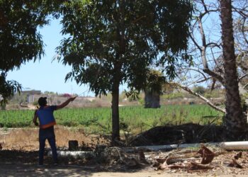 MÁS DE 9.4 MDP EN CAMPAÑA &nbsp; &nbsp; &nbsp; &nbsp; &nbsp; &nbsp; &nbsp; &nbsp; &nbsp; &nbsp; CONTRA MOSCA DE LA FRUTA