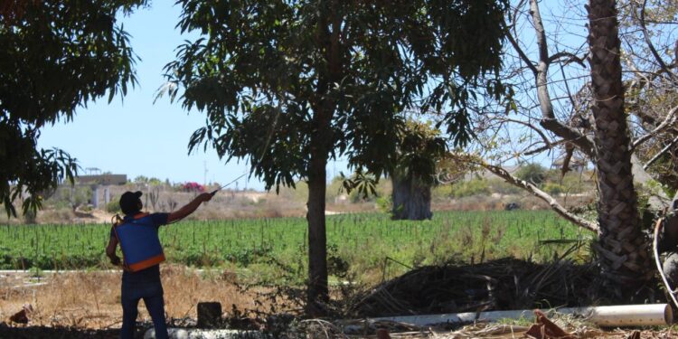 MÁS DE 9.4 MDP EN CAMPAÑA &nbsp; &nbsp; &nbsp; &nbsp; &nbsp; &nbsp; &nbsp; &nbsp; &nbsp; &nbsp; CONTRA MOSCA DE LA FRUTA