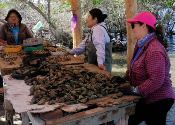 APOYA SEPADA A MUJERES DEL SECTOR ACUÍCOLA Y PESQUERO CON MÁS DE 5 MDP
