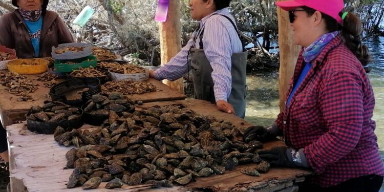 APOYA SEPADA A MUJERES DEL SECTOR ACUÍCOLA Y PESQUERO CON MÁS DE 5 MDP