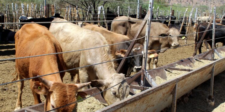 ABREN MERCADO SONORENSE&nbsp; &nbsp; &nbsp; &nbsp; &nbsp; &nbsp; &nbsp; &nbsp; &nbsp; &nbsp; &nbsp; &nbsp; &nbsp; &nbsp; &nbsp; AL GANADO SUDCALIFORNIANO