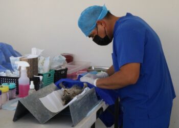 Oscar Leggs Castro ofrece diferentes apoyos y programas para cuidar de las mascotas, sobre todo perros y gatos